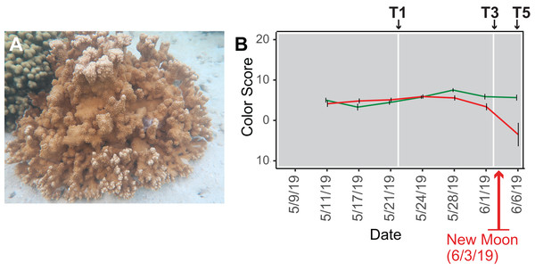 Analysis of the rice coral Montipora capitata.