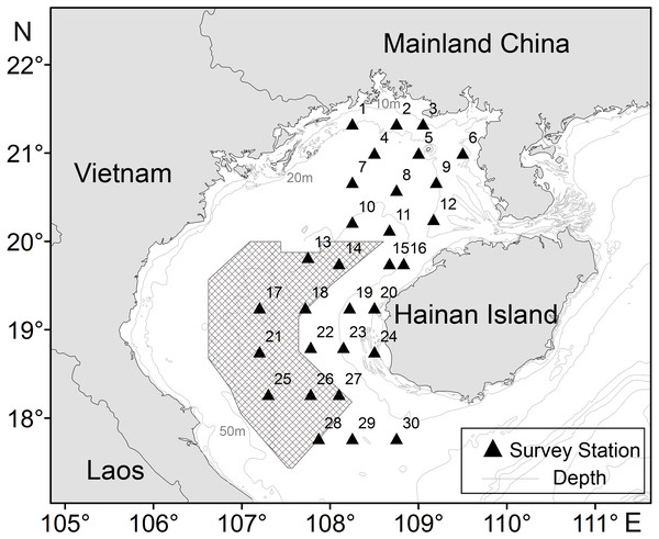 Sampling stations of T. japonicus in the Beibu Gulf.