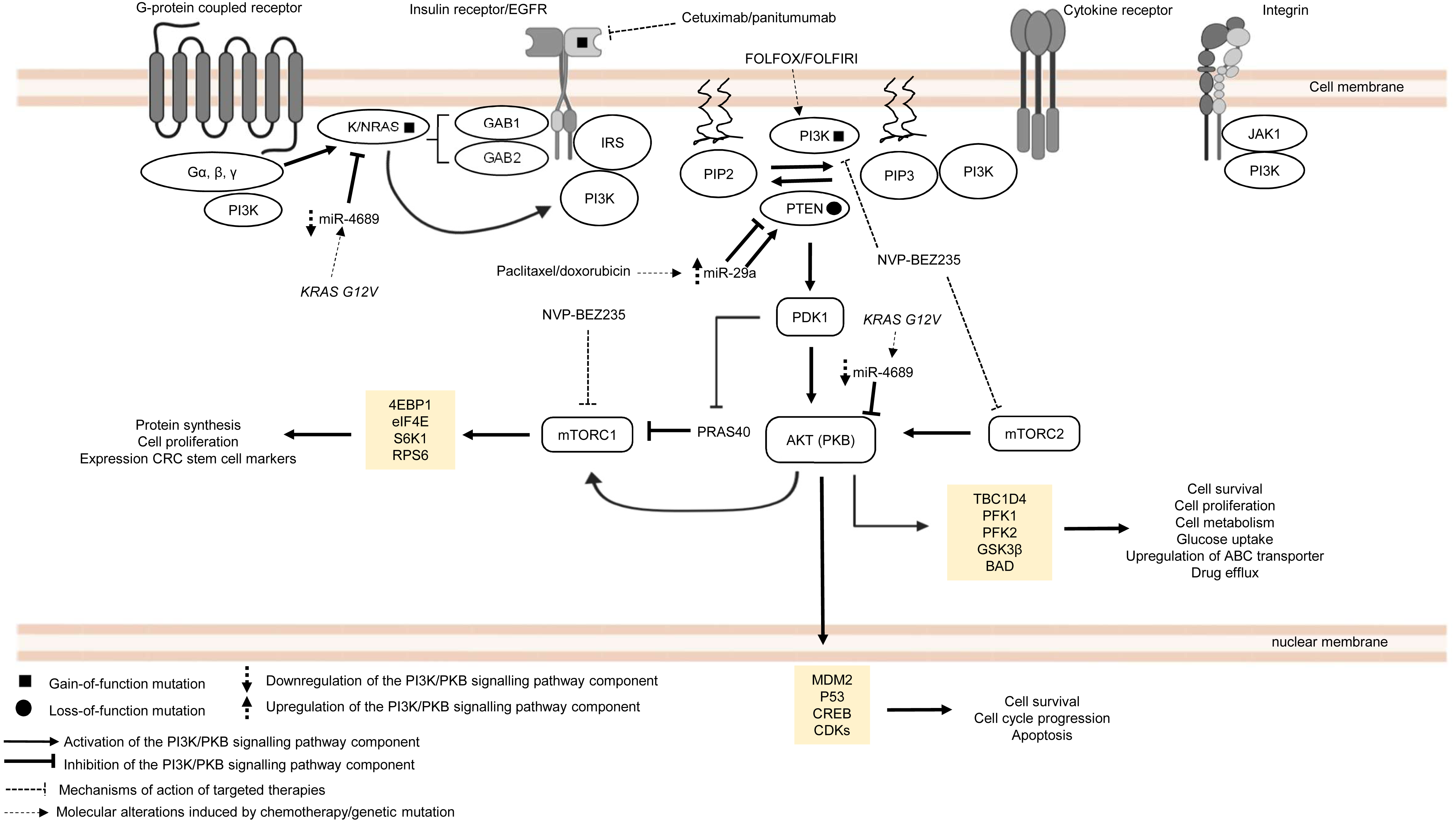 Regulation of signal transduction pathways in colorectal cancer 