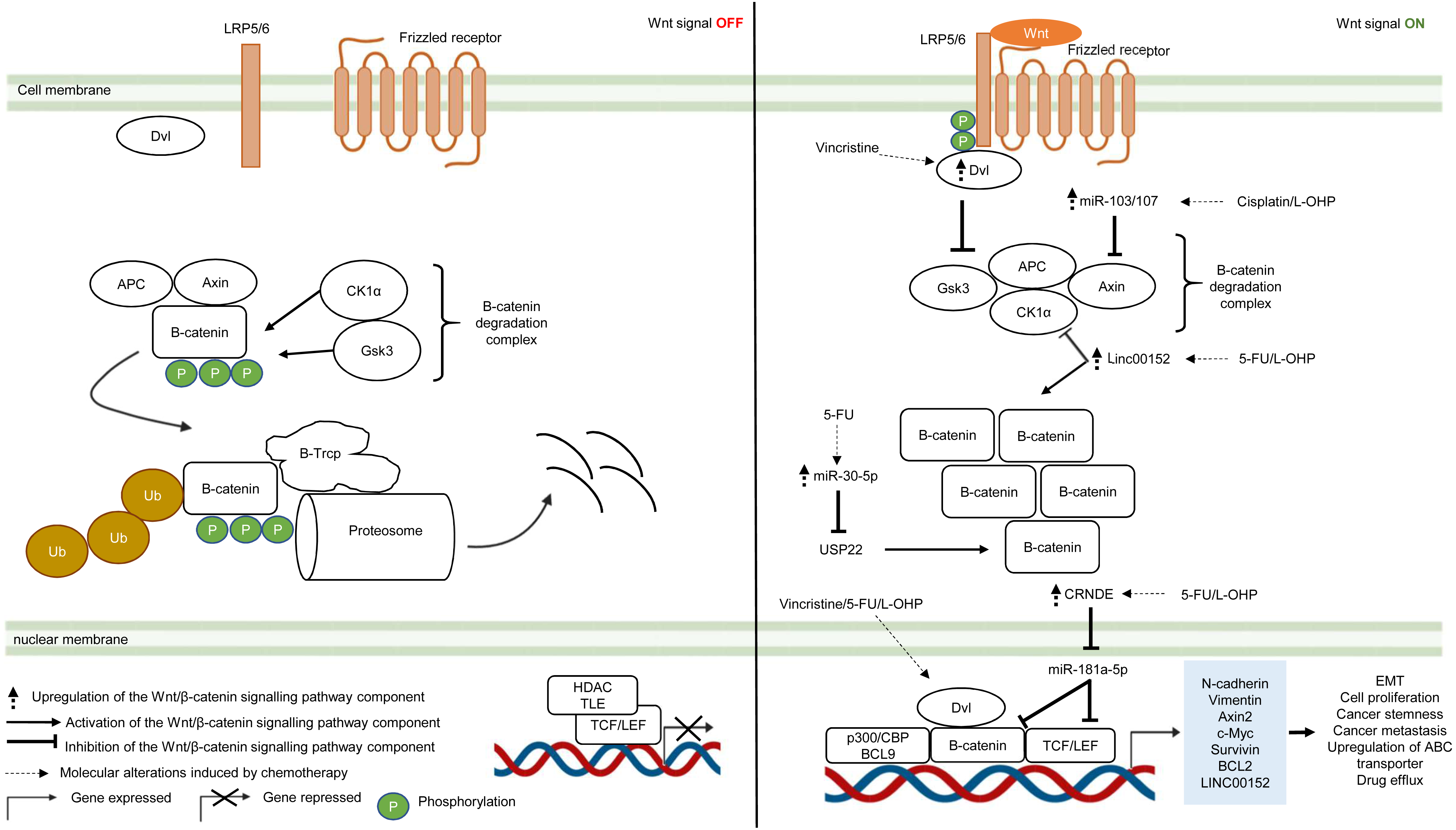Regulation of signal transduction pathways in colorectal cancer 