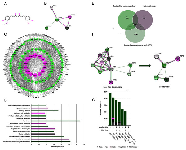 (A) The structure of curcumin. (B) The interactions of 5 DPTs of curcumin by STRING with a minimum required interaction score 0.2. (C) PPI network of curcumin-mediated proteins analyzed by Cytoscape. Network nodes represent proteins, and edges represent protein-protein associations. High node degree values are represented by big sizes. (D) The top 15 statistically enriched KEGG pathways and involved gene numbers. (E) Venn diagrams for intersections of three gene sets. (F) A visual display of the network connected to 5 selected protein targets (TP53, RB1, TGFB1, GSTP1, and GSTM1). Neighboring proteins connected to the five query proteins, filtered from no more than five interactors to no interactor. (G) Overview of genetic alterations related to curcumin-associated genes in genomics data sets available in seven different HCC studies in cBioPortal databases.