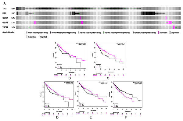 (A) A visual heatmap of mRNA-level alterations based on five genes (TP53, RB1, TGFB1, GSTP1, and GSTM1) across a HCC study (data taken from the Liver HCC (TCGA, Provisional) study) in cBioPortal databases. Each row represents a gene, and each column represents a tumor sample.Survival analysis of five selected genes according to mRNA expression in HCC: (B) TP53, (C) RB1, (D) GSTM1, (E) GSTP1, and (F) TGFB1. Magenta lines indicate high levels of mRNA expression, while black lines indicate low levels of mRNA expression.