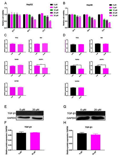 Validation experiment in vitro (A) Cell viability inhibition experiment of HepG2. (B) Cell viability inhibition experiment of Hep3B. (C) qPCR analysis of five overlapping genes in HepG2. (D) qPCR analysis of five overlapping genes in Hep3B. (E) Western blot analysis of TGFB1 in HepG2. (F) Quantitative analysis of TGFB1 protein expression in HepG2. (G) Western blot analysis of TGFB1 in Hep3B. (H) Quantitative analysis of TGFB1 protein expression in Hep3B.