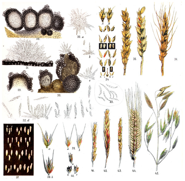 The fungal perithecia and spores, and the symptoms of Fusarium disease of cereals from the Far East of Russia presented in the book by Palchevsky (1891).