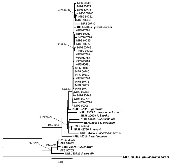 Maximum likelihood (ML) phylogenetic tree based on DNA sequence data from the fragments of translalion elongation factor EF-1a (TEF), ammonium ligase gene (URA), reductase gene (RED), and 3-O-acetyltransferase gene (Tri101) of Fusarium species.