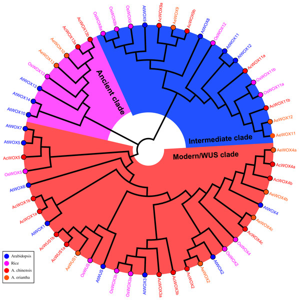 Phylogenetic tree of WOX.