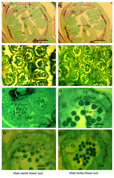 The microstructure of male sterile flower buds (A–D) and male fertile flower buds (E–H) at different developmental stages in Prunus sibirica.