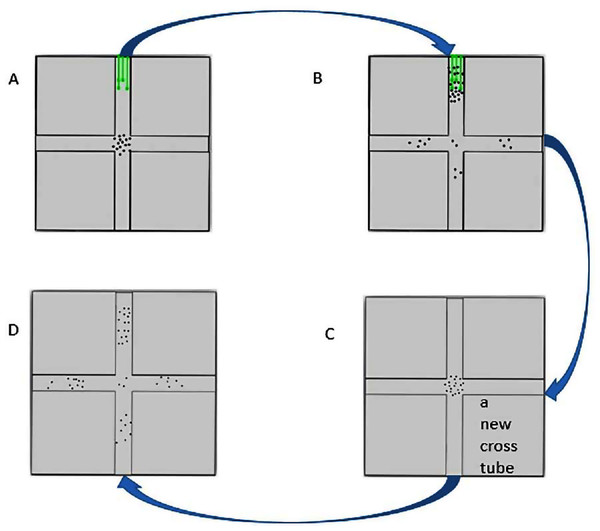 The flow chart of cross-tube choice experiments.