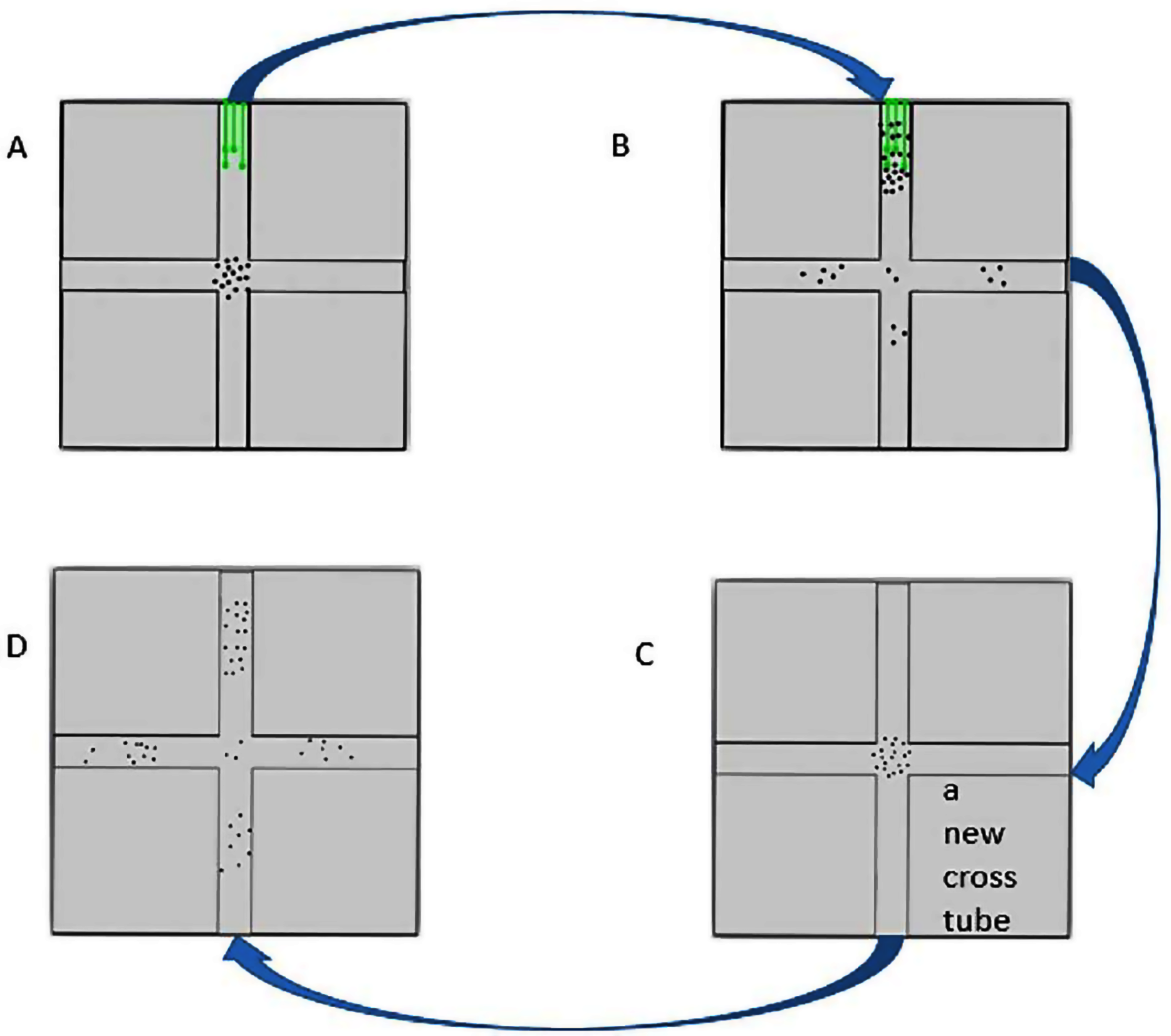 Removal or component reversal of local geomagnetic field affects 