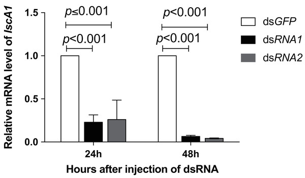 The RNAi efficiency for IscA1 within 48 h after microinjection.