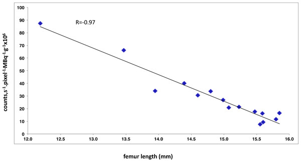 Negative correlation between the index reflecting bone planar scintigraphic and the mean femur length measured by µCT.