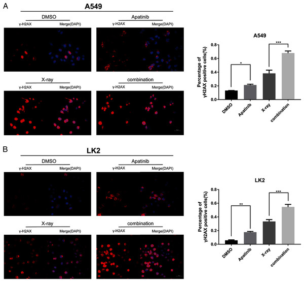Apatinib impaired the ability of radiation-induced DNA-DSBs repair.