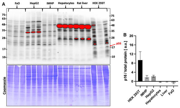 p16 protein levels.