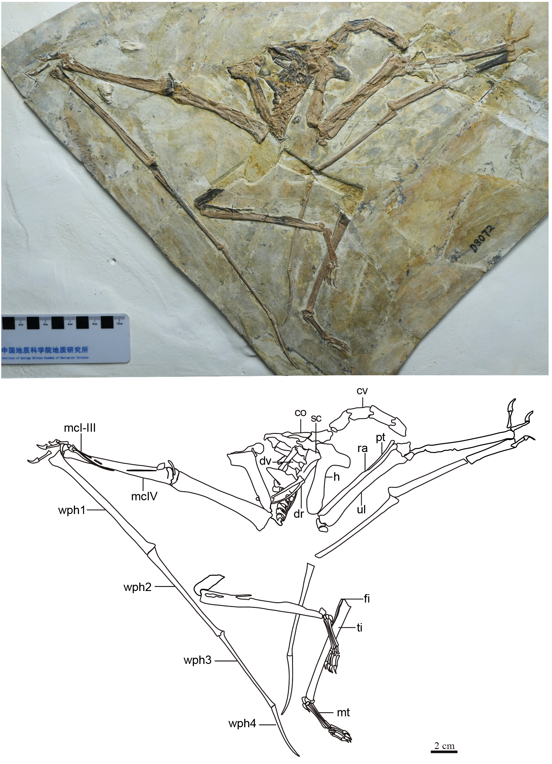 A New Crested Pterosaur from the Early Cretaceous of Spain: The First  European Tapejarid (Pterodactyloidea: Azhdarchoidea)