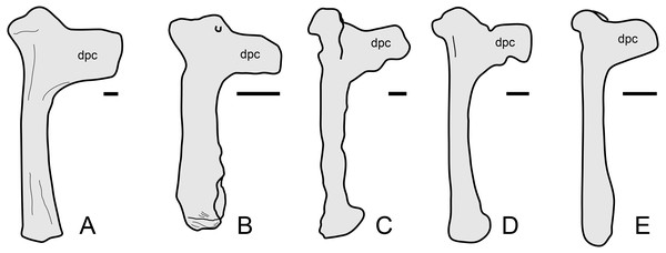 Humerus morphology in tapejarines.
