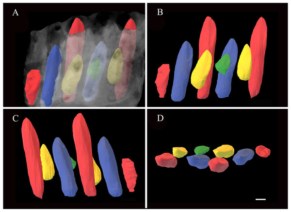 Reconstruction 3D mode of the replacement teeth in 41HIII-0016.