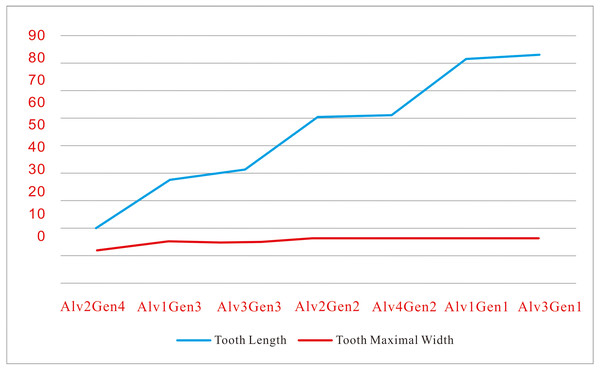 Tooth length increasing a step by ∼20 mm in successive four developmental stages while their width keeping roughly the same in 41HIII-0016. (in mm).