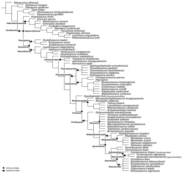 The phylogenetic nomenclature of ornithischian dinosaurs using the topology of Madzia, Boyd & Mazuch (2018: Fig. 4B).