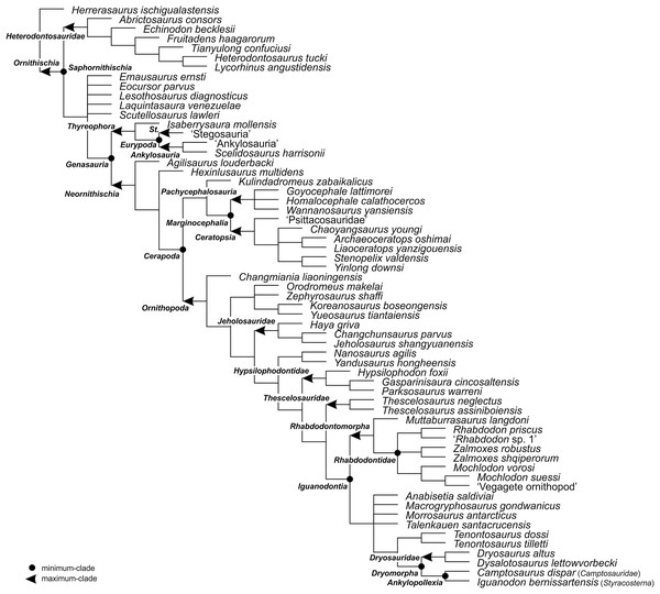 The phylogenetic nomenclature of ornithischian dinosaurs using the topology of Yang et al. (2020: Fig. 12).
