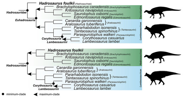 Specifier-based phylogeny of Hadrosauridae showing alternative placements of Hadrosaurus foulkii.