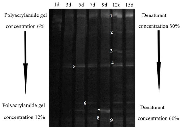 Bacteria DGGE banding analysis of AC-1 composite strains.