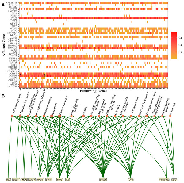 Genes that lost perturbation ability in presence of viral RNA and genes affected by those genes through the ceRNA network.