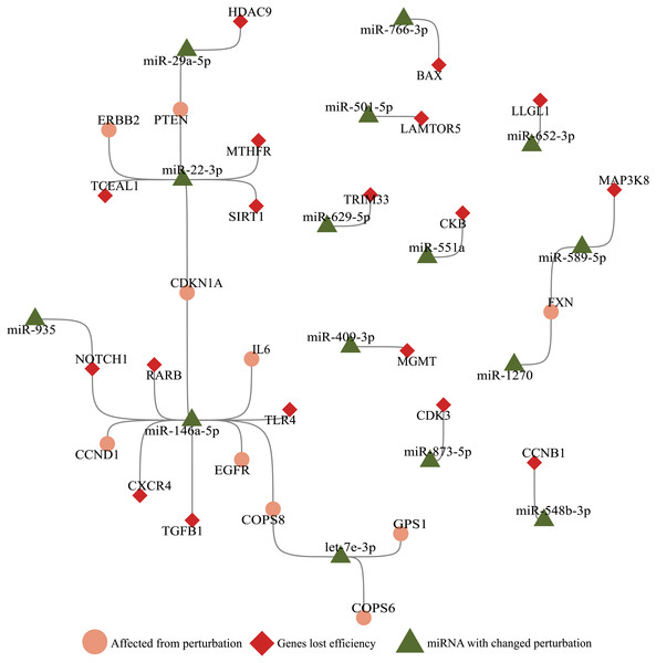 Illustration of SARS-CoV-2 RNA effects on ceRNA network.