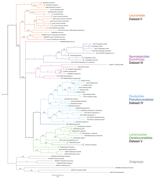 Dataset 1-Phylogenetic analyses based on the 16S rRNA gene region of Cumacea from Northern Atlantic to Arctic waters.