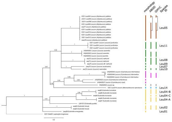 Dataset 2-Phylogenetic relationships inferred by Bayesian analysis of the Leuconidae.