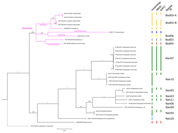 Dataset 3-Phylogenetic relationships inferred by Bayesian analysis of the Bodotriidae and Nannastacidae.