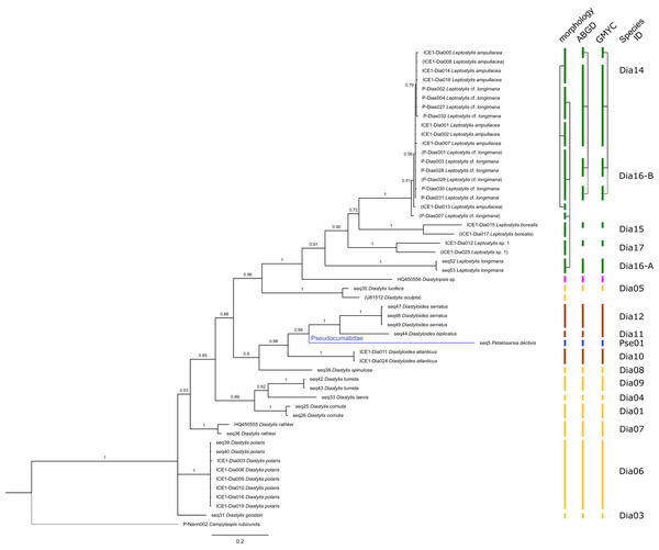 Dataset 4-Phylogenetic relationships inferred by Bayesian analysis of the Diastylidae and the Pseudocumatidae.