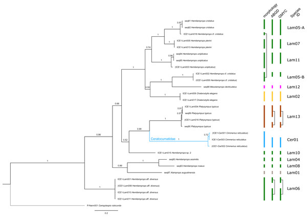Dataset 5-Phylogenetic relationships inferred by Bayesian analysis of Ceratocumatidae and Lampropidae.