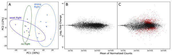 (A) rlog principal component analysis of variation in gene expression in the three flight groups. Ellipses show 95% confidence intervals. (B) The log ratio vs mean average plot (MA plot) shows differential expression analysis between weak and non-fliers.