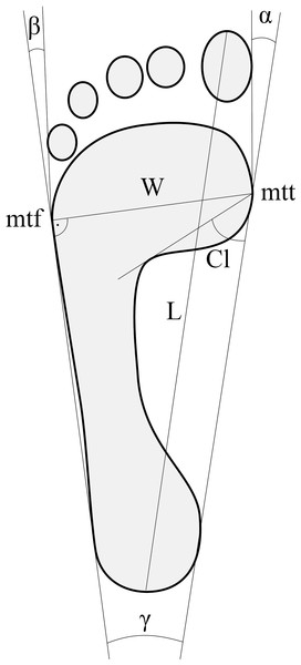 The manner of determining the foot structure indices.