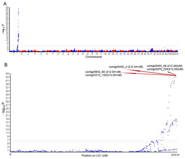 Genome-wide manhattan plot associated to sex in P. japonicus.