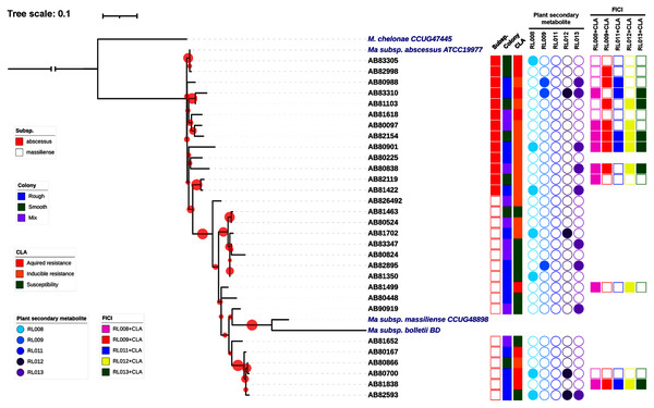 Characteristics of 30 Mycobacterium abscessus isolates and antimycobacterial activities of five plant secondary metabolites.