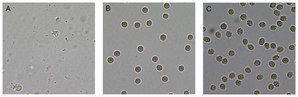 Red blood cell (RBC) morphology under the light microscope.