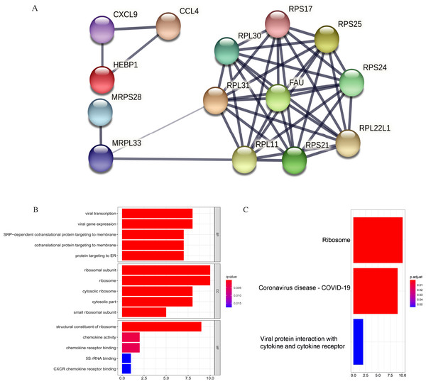 PPI and enrichment analysis of the 15 core hub genes.