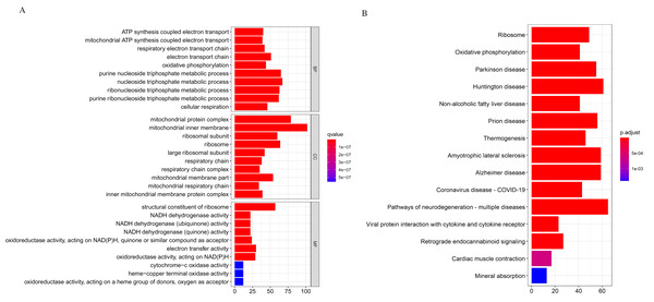 Gene Ontology (GO) and KEGG enrichment analysis of all differentially expressed genes (DEGs).