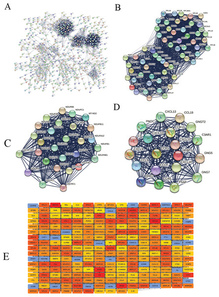 The protein-protein interaction (PPI) networks using the STRING and Cytoscape databases.