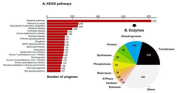 KEGG pathways and enzymes.