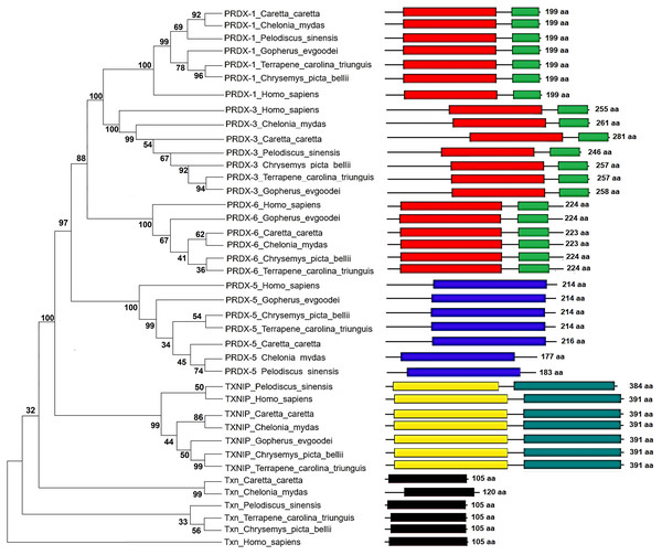 Phylogenetic relationship between Prdxs, Txn and Txnip.