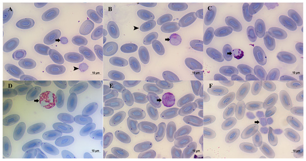 Blood cells of Diploderma micangshanensis.