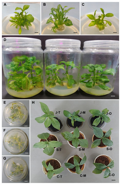 In vitro culture and acclimatization of N. cadamba polyploid plants.