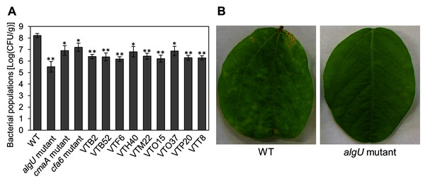 Bacterial populations and disease symptoms in soybean leaves.