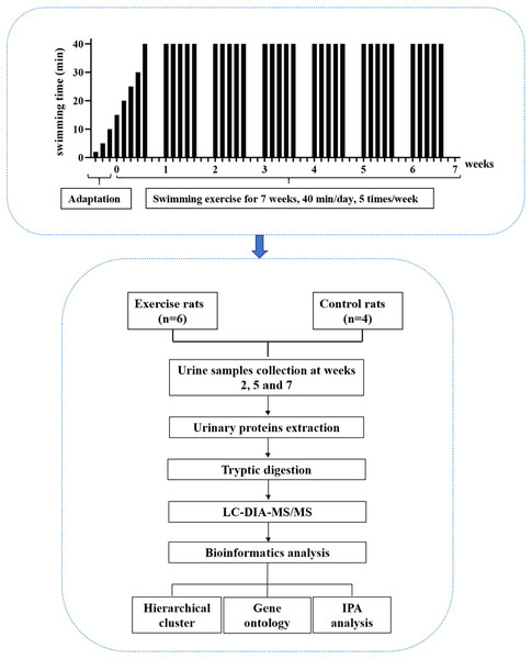 The experimental design and workflow of the proteomics analysis in this study.