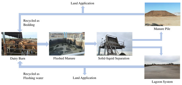 Typical processing of flushed manure in dairy farms in Central Valley California.