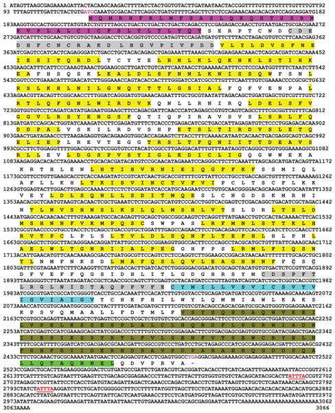 Nucleotide and deduced amino acid sequence of mtlr2 cDNA.
