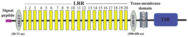Schematic representation of C. magur tlr2 (mtlr2) protein domains.