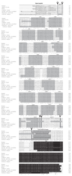 Alignment of tlr2 protein sequences.